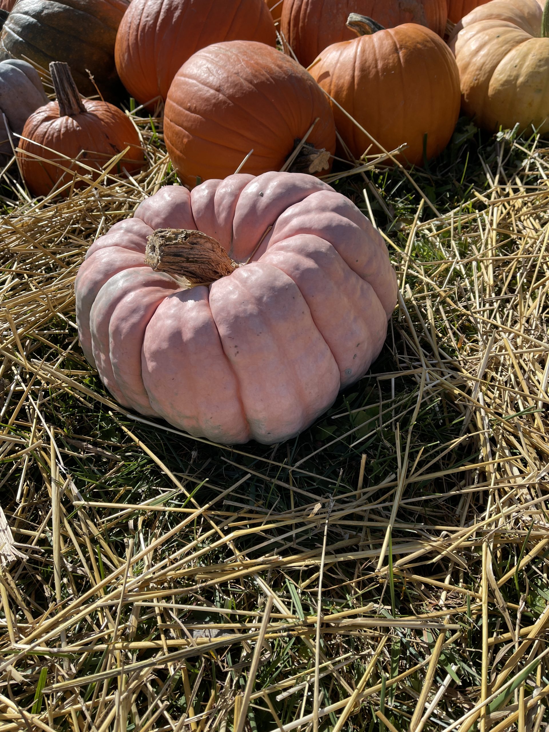 Funky Pumpkin 